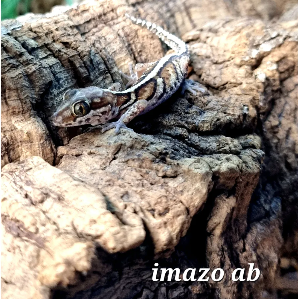 Madagaskar Markgecko Subadult - Paroedura picta